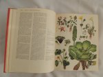 Barbara Everard - Brian D Morley; B. Everard - WILD FLOWERS of the World