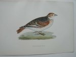 antique bird print. - White-winged Lark. Antique bird print. (Witvleugelleeuwerik).