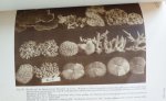Umbgrove, J.H.F., - De Koraalriffen in de Baai van Batavia. With summary in English)