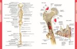 Ken Ashwell - Anatomie van het menselijk lichaam