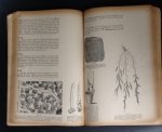 Dr. H. Miehe - Miehes Taschenbuch der Botanik. I. Teil: Morphologie, Anatomie, Fortpflanzung, Entwicklungsgeschichte, Physiologie
