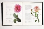 Austin, David - English Roses (3 foto's)