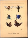 Chris Le Roy - (DECORATIEVE PRENT - LITHO ) INSECTEN Zweefvliegen , mestkever en pauwoog vlinder