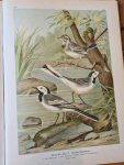 NAUMANN - Carl R. HENNICKE [Hrsg.] - Naumann, Naturgeschichte der Vögel Mitteleuropas. Neu bearbeitet [...] III. Band (Lerchen, Stelzen, Waldsänger und Finkenvögel).