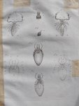 Treviranus, Gottfried Reinhold und Treviranus, Ludolf Christian. - Vermischte Schriften anatomischen und physiologischen Inhalts. Abhandlungen über den innern bau der ungeflugelte insekten