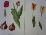 onbekend - Ziekten en Plagen van Land- en Tuinbouwgewassen