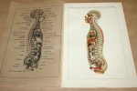  - Antieke kleuren lithografie - Anatomie menselijk lichaam - circa 1905