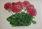 Pannemaeker, P. de - Originele chromolitho  Pelargonium zonale Princesse Stephanie