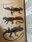 Le Comte de Lacépède - Oeuvres du Comte de Lacépède comprenant l'histoire naturelle des quadrupèdes ovipares, des serpents, des poissons et des cétacés