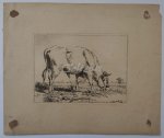 OS, PIETER GERARDUS VAN, - Grazing bull