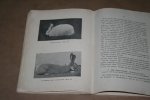 J.H. Beekman - De Konijnenteelt --  Verzorging en verpleging van het konijn
