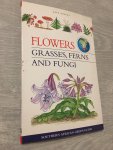 Elsa Pooley - Flowers, Grasset, Ferns And Fungi