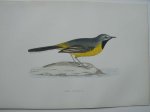 antique print (prent). - Grey Wagtail. Antique bird print. (Grote gele kwikstaart).