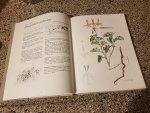 Walt, J.J.A. van der Illistrations Ward-Hilhorst  Ellaphie - Pelargoniums Of Southern Africa