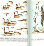 Il'icev,v D & Flint,v E Edit  ..  76 Zeichungen und karten, 8 Farbtafeln - Handbuch der Vögel der Sowjetunion  Band 1: Erforschunsgeschichte, Gaviiformes, Podicipediformes, Procellsriiformes.