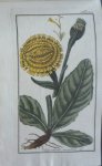 Zorn, J. - Hypocharis maculata Tab. 341 Originele handgekleurde kopergravure