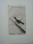 antique bird print. - Der Guianische Troupial. a.