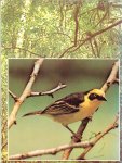 England, M.D.  Text and photographs - Birds of the tropics