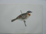 antique bird print. - Rustic Bunting. Antique bird print. (Bosgors).