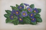 Pannemaeker, P. de - Originele chromolitho  Primivères bleues de veitch