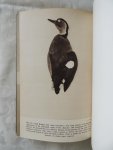 Boyd, Hugh illust. P.Scott - The Twelfth Annual Report of The Wildfowl Trust 1959 - 1960