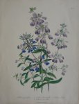 Loudon, Jane Webb - The Ladies' Flower Garden Originele litho Pl 41