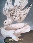 Various - Sotheby's London: Magnificent Books, Manuscripts and Drawings from the collection of Frederick, 2nd Lord Hesketh : Part II: Audubon