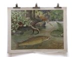Ad. Lehmann - llustrator: Herman Leutemann, Friedrich Specht, Emil Schmid - Forel -Salmo Fario - Trout - original antique school poster 88x66 Cm. = 34,64 x 25,98 Inch.