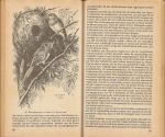 Rutgers, A.; Illustrators : de 20 gesigneerde vogeltekeningen zijn van H.J. Slijper  en de overige pentekeningen zijn van A.K. Vink, - Vogels in huis en hun verzorging
