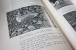 Thome, Otto Wilhelm Dr. - LEERBOEK DER DIERKUNDE deel II GEWERVELDE DIEREN (Vertebrata)