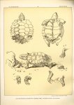 Paul Flanderky 1872-1937. - (DECORATIEVE PRENT,  LITHO - DECORATIVE PRINT, LITHOGRAPH -) # 67 -  turtle - pointed turtle - Cinixys Erosa ---  Seetiere -- Naturstudien für Kunst u. Kunstgewerbe