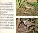 Zimmermann  Dr. Otto Henze Günther  met 42 tekeningen  64 kleuren foto's en 3 gekleurde eierafbeeldingen  met Nederlandse bewerking van Hans Warren - Gevederde vrienden in Tuin en Bos Waarnemen - Herkennen - Beschermen
