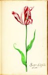 MARREL -  Mak, Geert and others: - The Tulpboek of dr. Nicolaes Tulp (English edition)