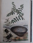 d'Orbigny, Charles Dessalines. - Dictionnaire Universel d'Histoire Naturelle, Atlas planche 1-240.