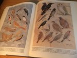 Goodman, Steven M & Meininger, Peter L - The Birds of Egypt