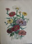 Loudon, Jane Webb - The Ladies' Flower Garden Originele litho Pl Zinnia