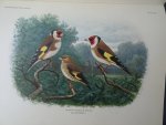 Oort, E.D. van. - Ornithologia Neerlandica. De vogels van Nederland. Oort, E.D. van. - Ornithologia Neerlandica. De vogels van Nederland.