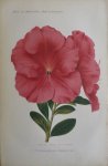 Pannemaeker, P. de - Originele chromolitho  Azalea indica le vengeur