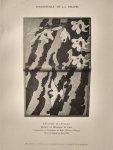 Onbekend - Syndicat patronal de la reliure et de la brochure et de la dorure PARIS 1904 PORTEFEUILLE de la RELIURE contenat cinquuante reproductions d'oeuvres modernes