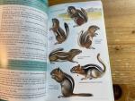 Kays, RW & DE Wilson - Mammals of North America - Princeton Field Guide