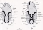 Gasser, Raymond F. - Atlas of Human Embryos