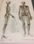 Meijer, L.S. - Het menschelijk lichaam : atlas der ontleedkunde van de mensch. Bewerkt naar Frey's atlas der anatomie des menschen.