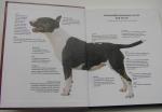 Gibson  Bethary - Bull Terrier
