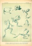 Paul Flanderky 1872-1937. - (DECORATIEVE PRENT,  LITHO - DECORATIVE PRINT, LITHOGRAPH -) # 14- Frogs no 3  ----  Seetiere -- Naturstudien für Kunst u. Kunstgewerbe