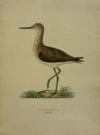 Wright, M. W. und F. von - Totanus Littoreus Lin. Originele litho uit Svenska fåglar
