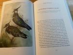 Romberg, Johanna - De Magie van Vogels - waarom vogels kijken gelukkig maakt