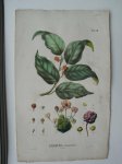 antique print (prent) - Kadsura Cauliflora.