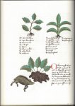 STEARN, WILLIAM T./ ROBERTS, ENID/ OPSOMER, CARMELIA. - LIVRES DES SIMPLES MEDECINES. ( 2 TOMES). Livre des simples medecines. Codex Bruxellensis IV - 1024. A 15th-century French Herbal [2 Volumes].