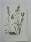 antique print (prent) - Skogsnoppa, Gnaphalium silvaticum L. Nordnoppa, Gnaphalium norvegium gunn.