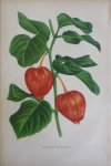 Pannemaeker, P. de - Originele chromolitho  Physalis franchetti